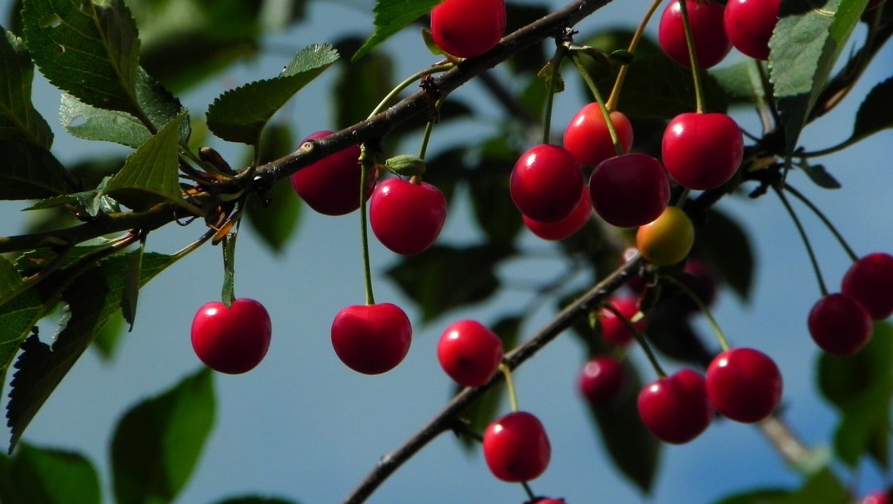 Potatura Ciliegio: Rendi fruttiferi i tuoi alberi