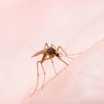 Dengue Zanzare: Prevenzione e Disinfestazione