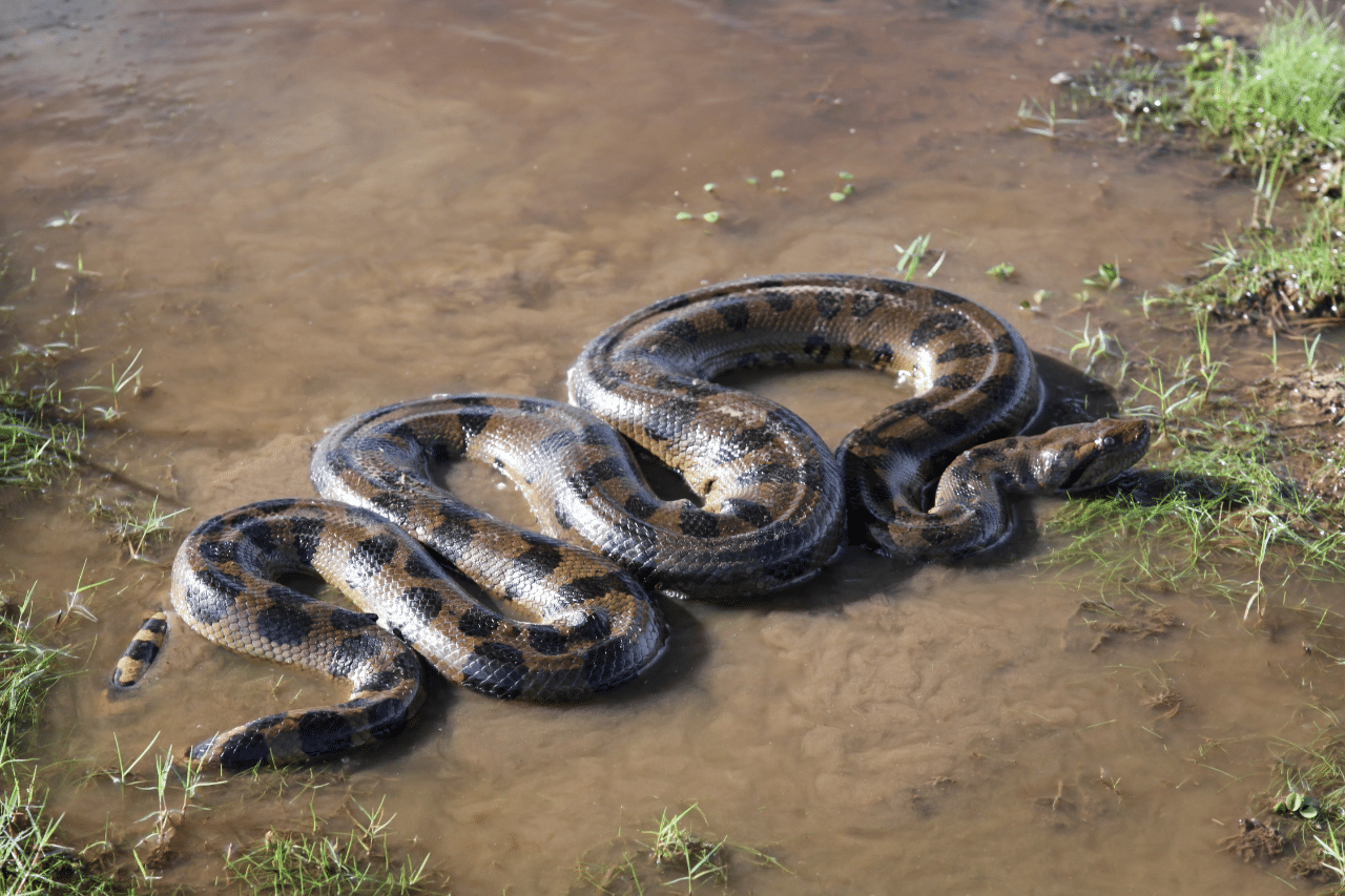 serpenti in italia